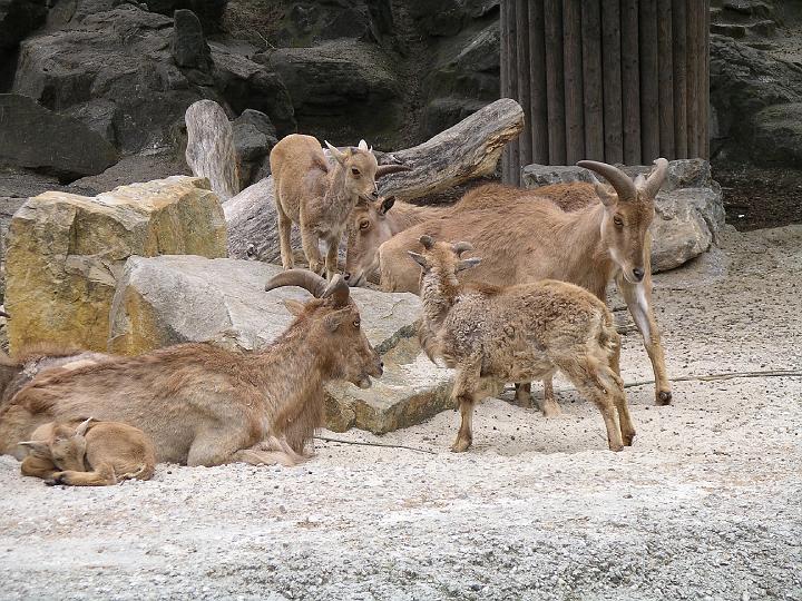 Berlijn 2009 ZOO146.jpg